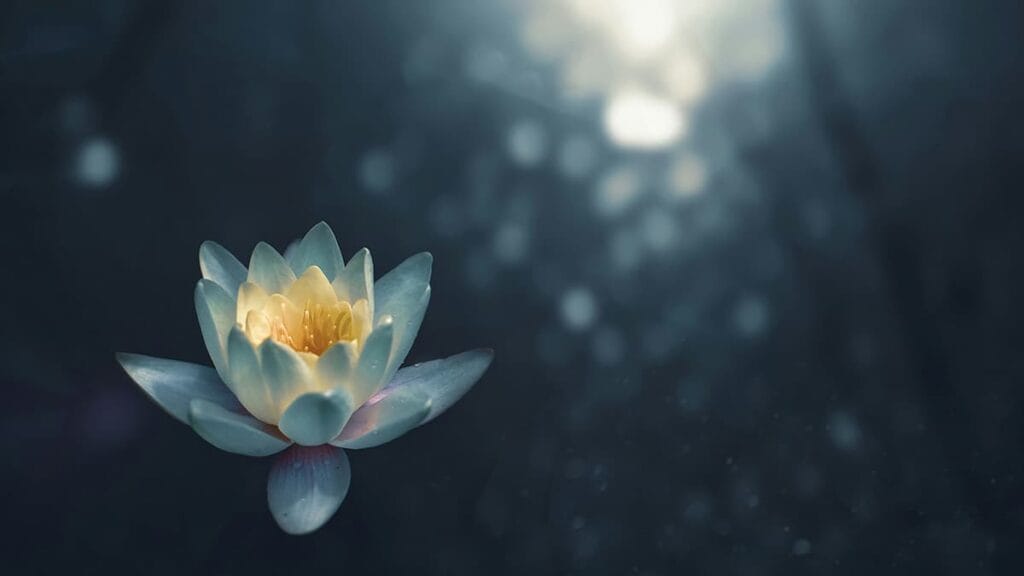 Lotus flower on a out of focus pond for #designtips article Embedding Good Business Values into the Core of your Business
