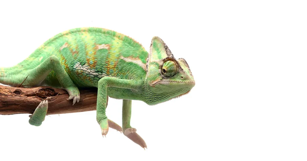 Chameleon on a branch isolated on white background – symbolising adaptability and transparency in sustainable communication